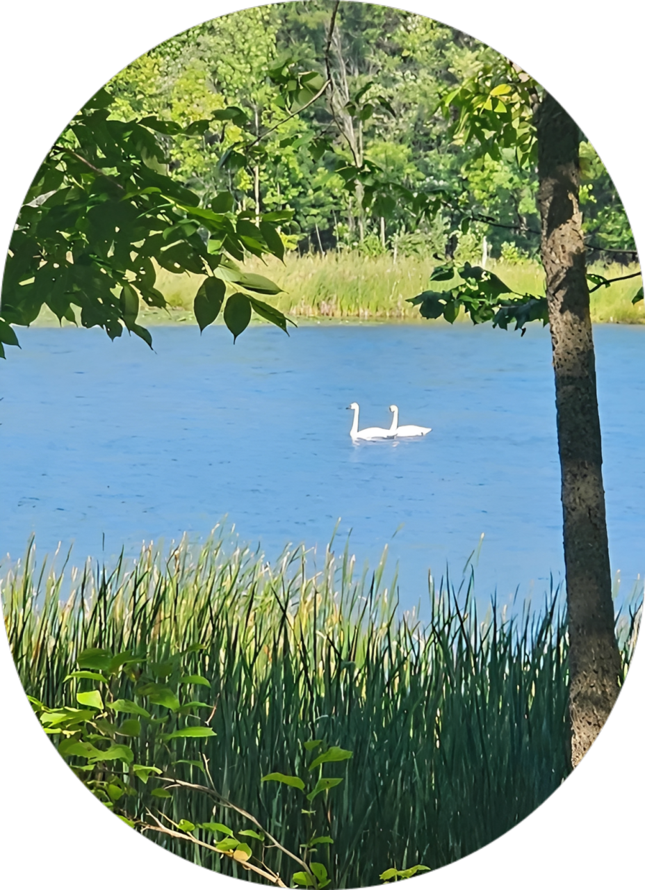 Two swans gracefully swim on a calm lake surrounded by greenery.