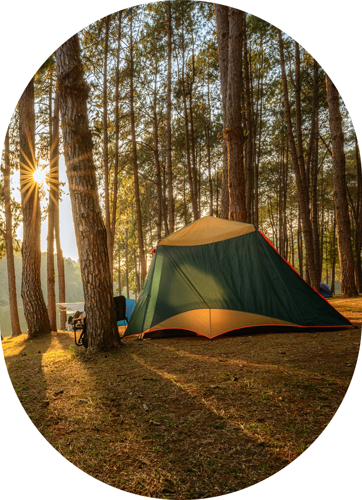 Sunlit campsite among tall trees